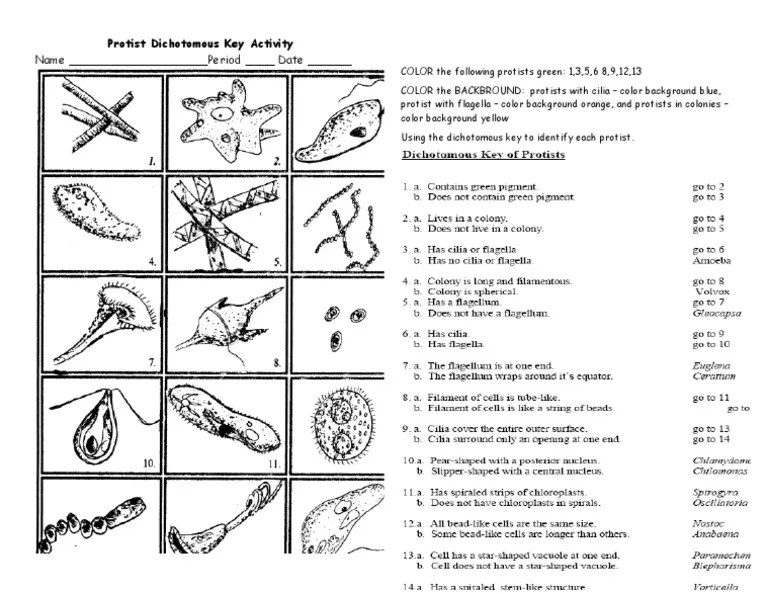 ACTIVITY Protist Dichotomous Key Activity Biology Biology