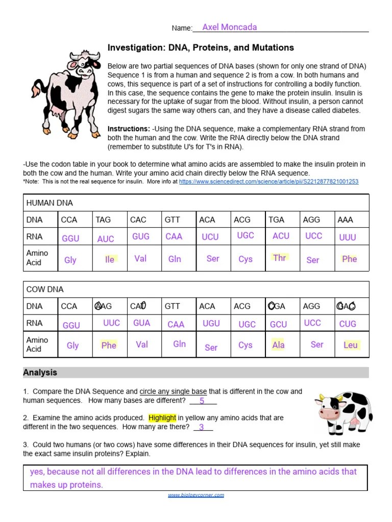 DNA, Proteins, and Mutations Investigation PDF Code Mutation