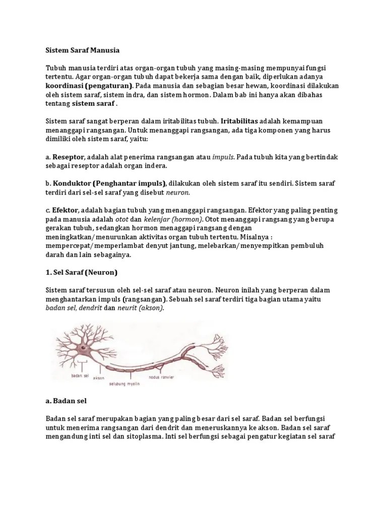 Sistem Saraf | PDF