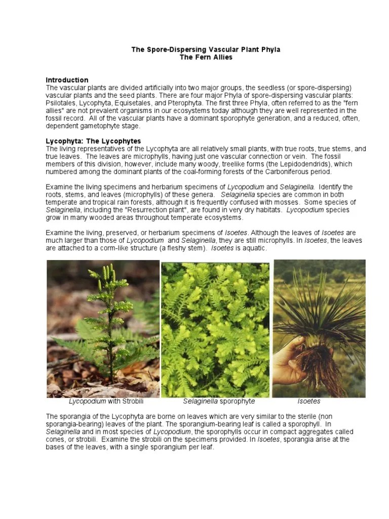 Lower Vascular Plants Fern Plants