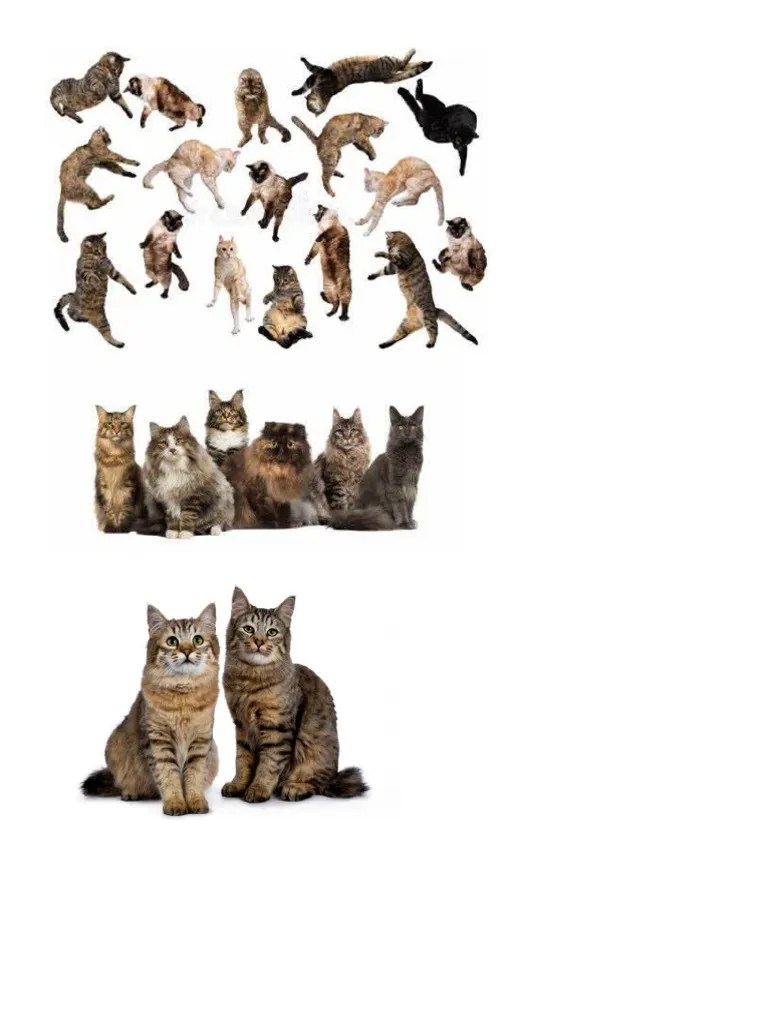 Cats PDF