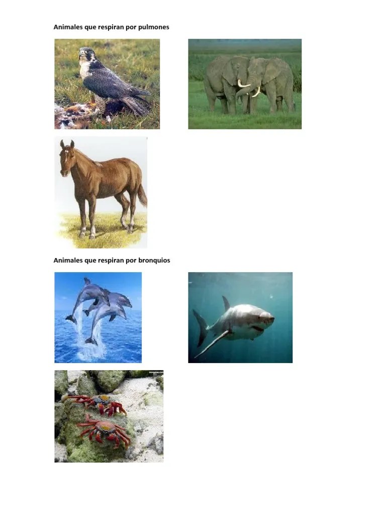 Animales Que Respiran Por Pulmones