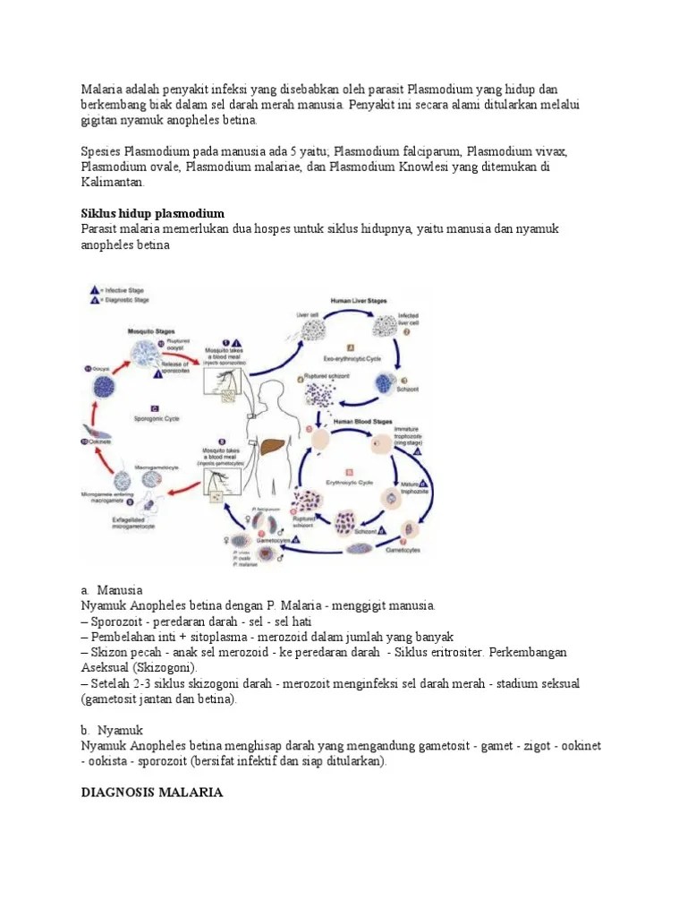 Malaria Adalah Penyakit Infeksi Yang Disebabkan Oleh Parasit Plasmodium