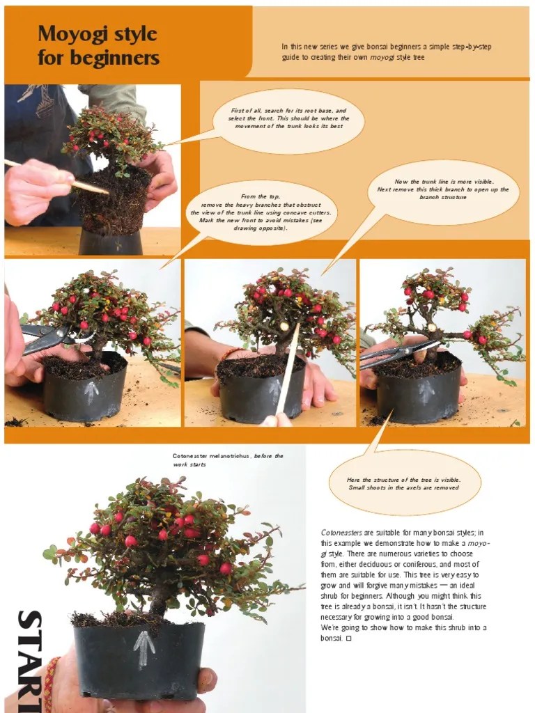 14094312 Bonsai Step by Step En