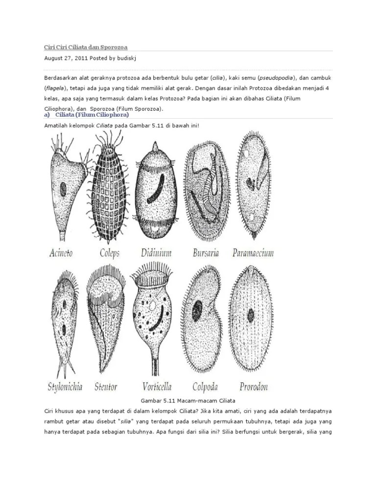 Ciri Ciri Ciliata Dan Sporozoa | PDF