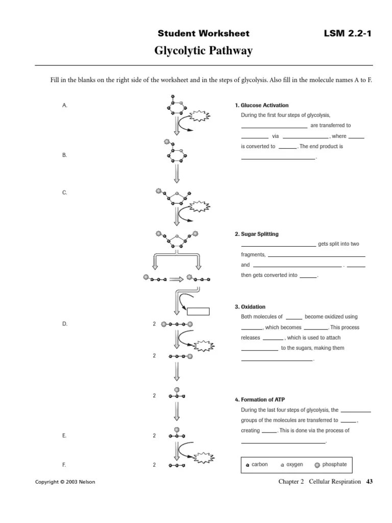 Worksheets. Glycolysis Worksheet. Tokyoobserver Just another WordPress site