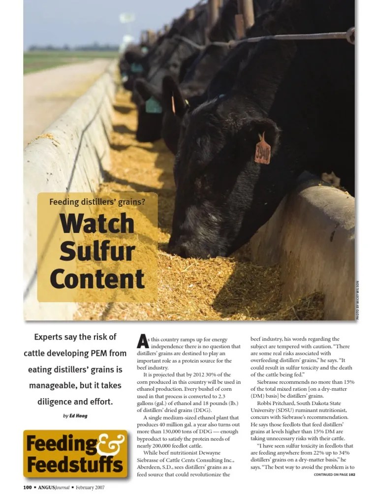 Feeding Distillers' Grains Watch Sulfer Content Sulfur Cattle