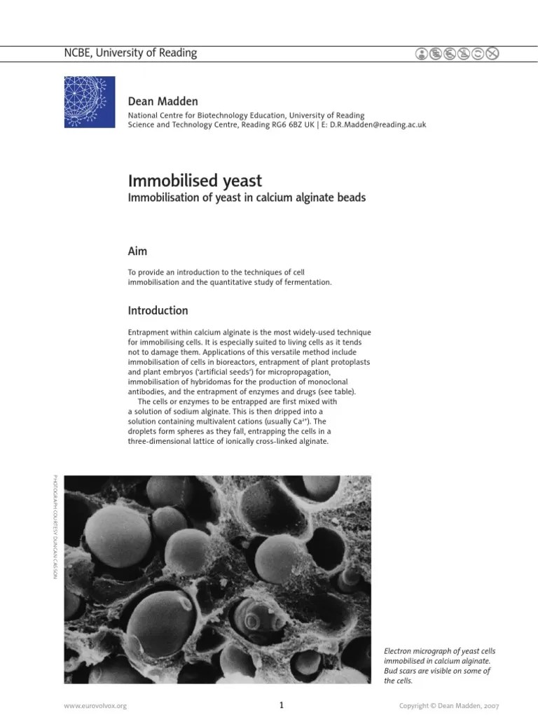 ImmobilisedYeast2.1 UK Eng Saccharomyces Cerevisiae Solution