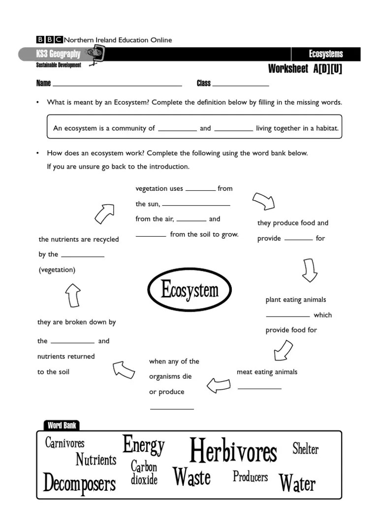 Ecosystems Worksheets | Ecossistema | Solo