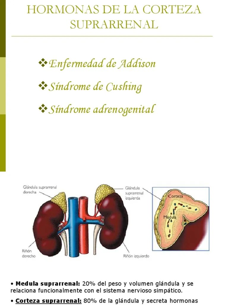 Hormonas de La Corteza Suprarrenal Glándula suprarrenal