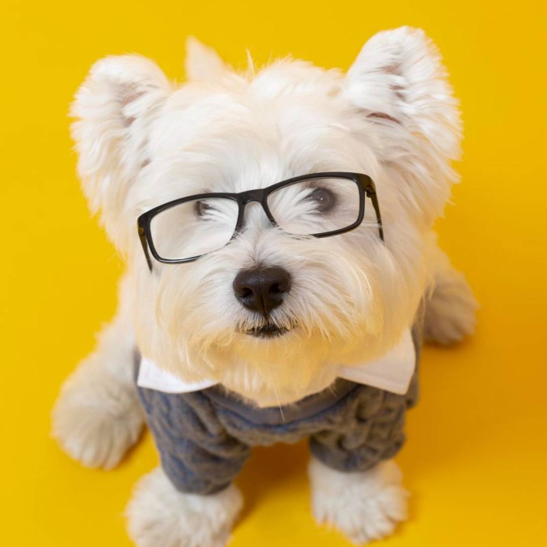 Generate Pet Paintings from Photos with AI for Free Fotor