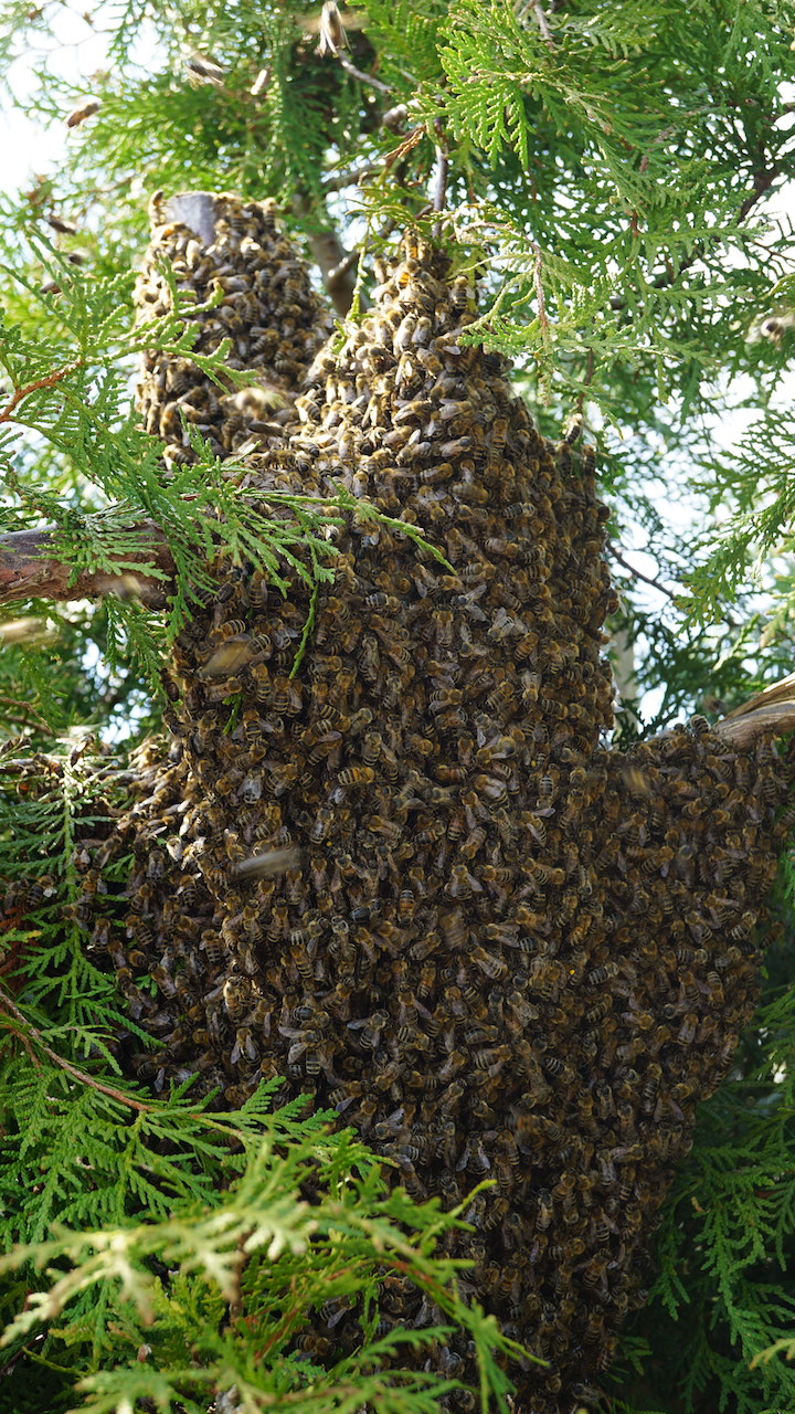 Bienenschwarm gesichtet? Imkerei Zoelzer