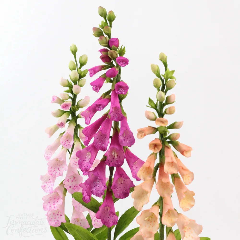 Online Class Foxgloves Immaculate Confections