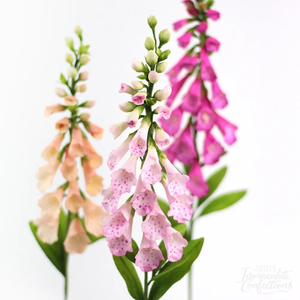 Online Class Foxgloves Immaculate Confections
