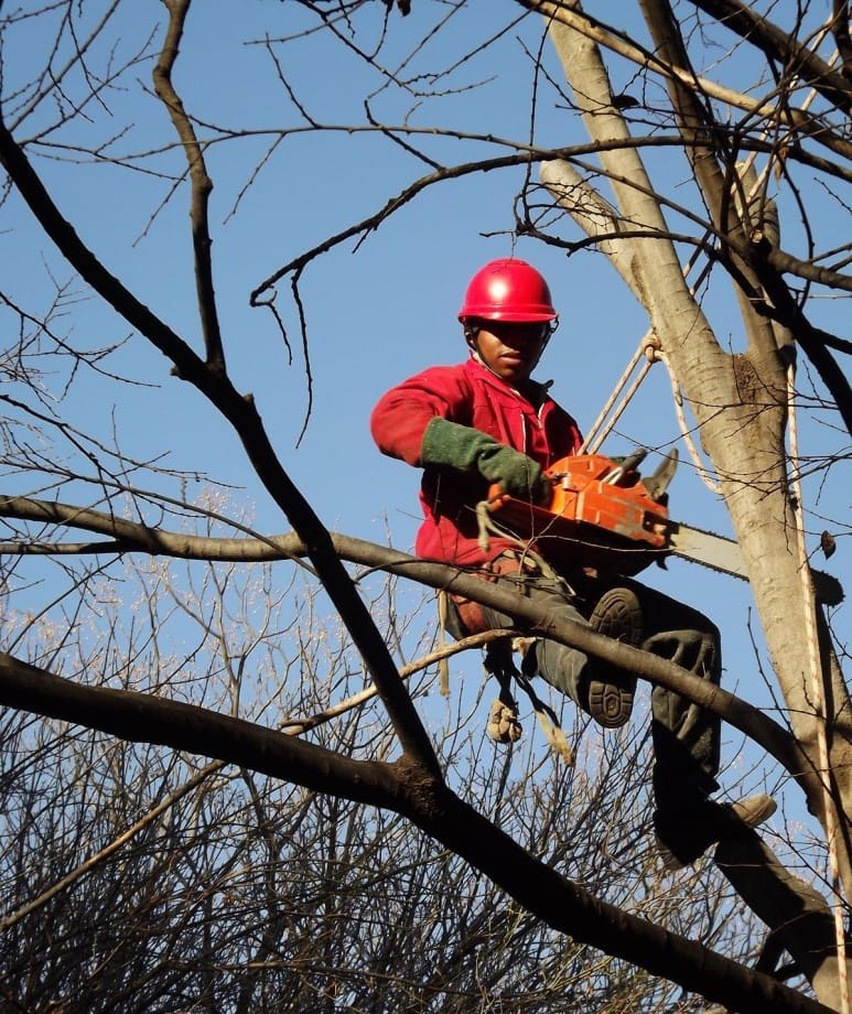 Johannesburg Tree Felling & Tree Fellers Immaculate Tree Felling
