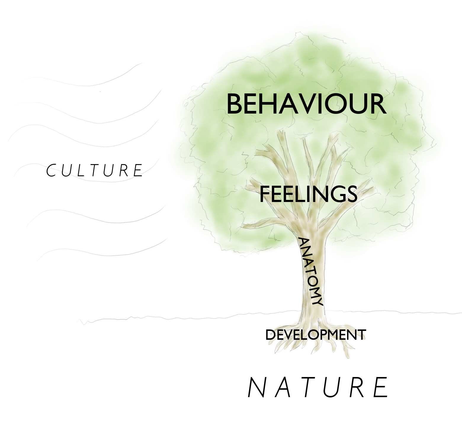 The Tree of Gender Immanence