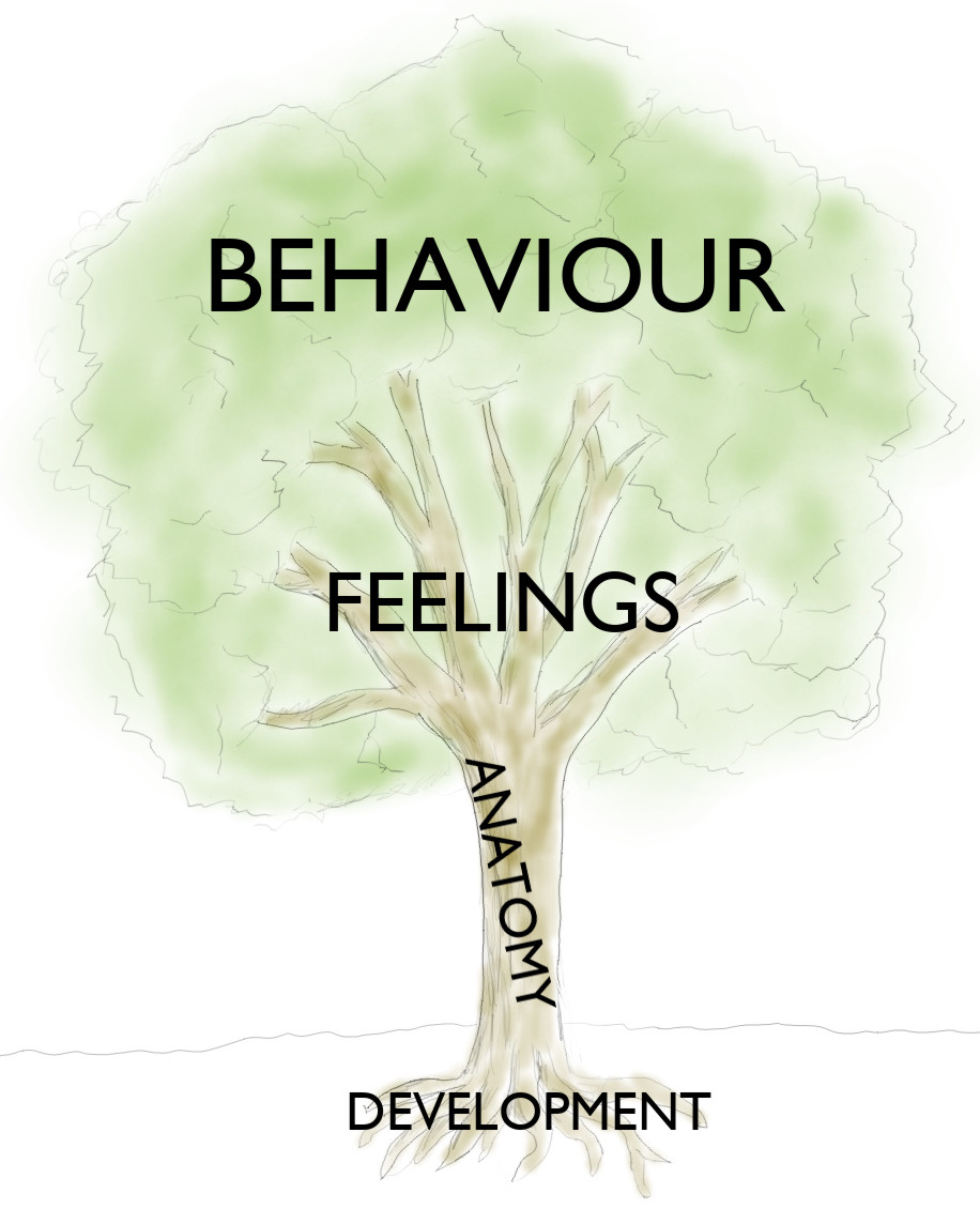 The Tree of Gender Immanence