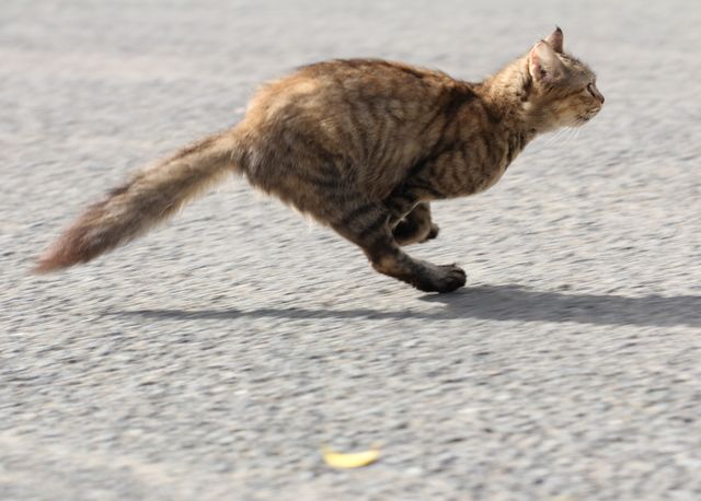 catrunning Immediate Safety