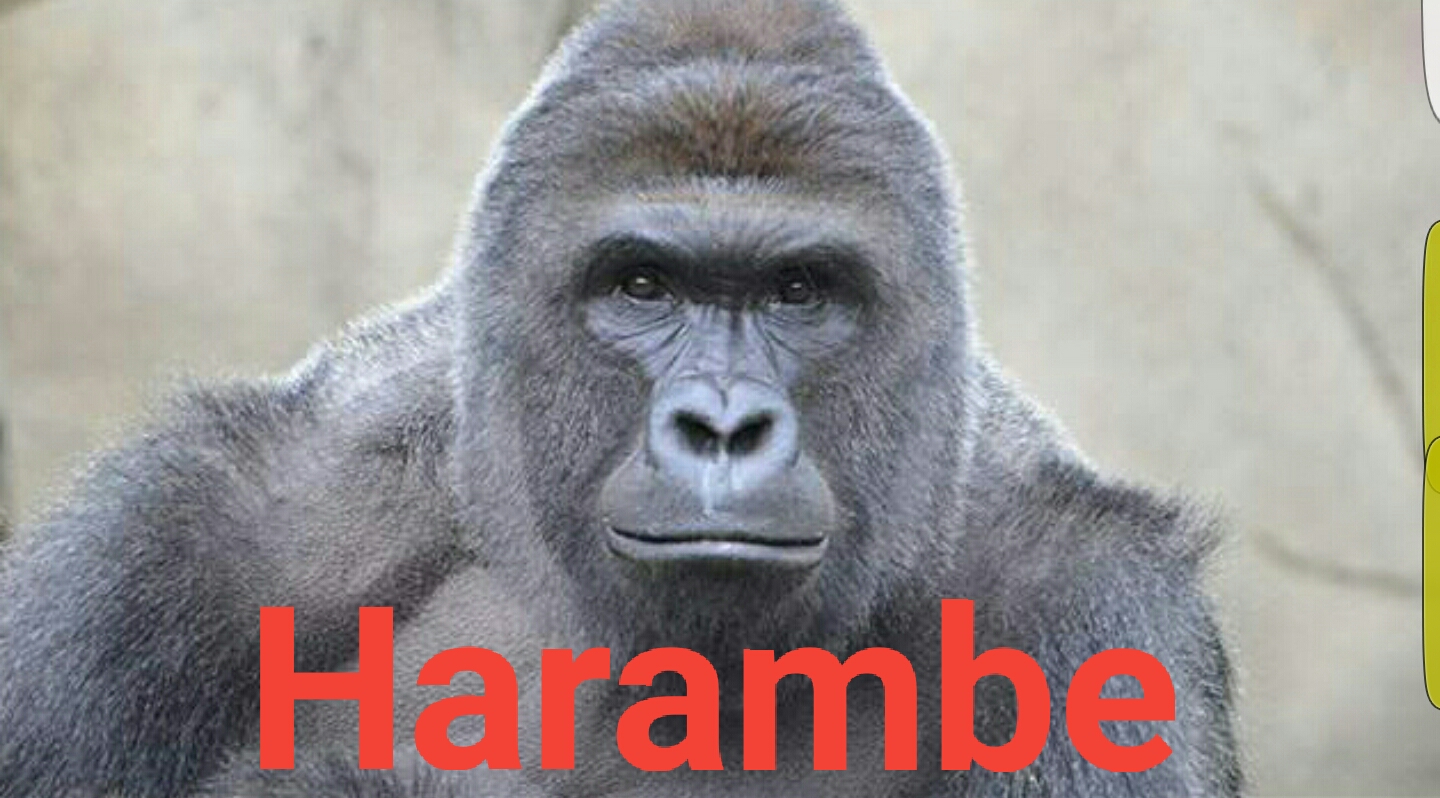 harambe Immediate Safety