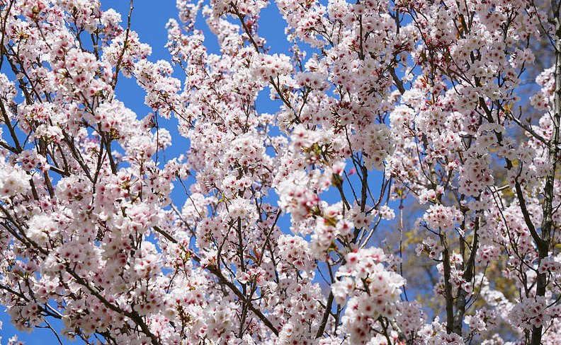 學攝影：數大就是美的構圖技巧、找成群成堆的東西拍