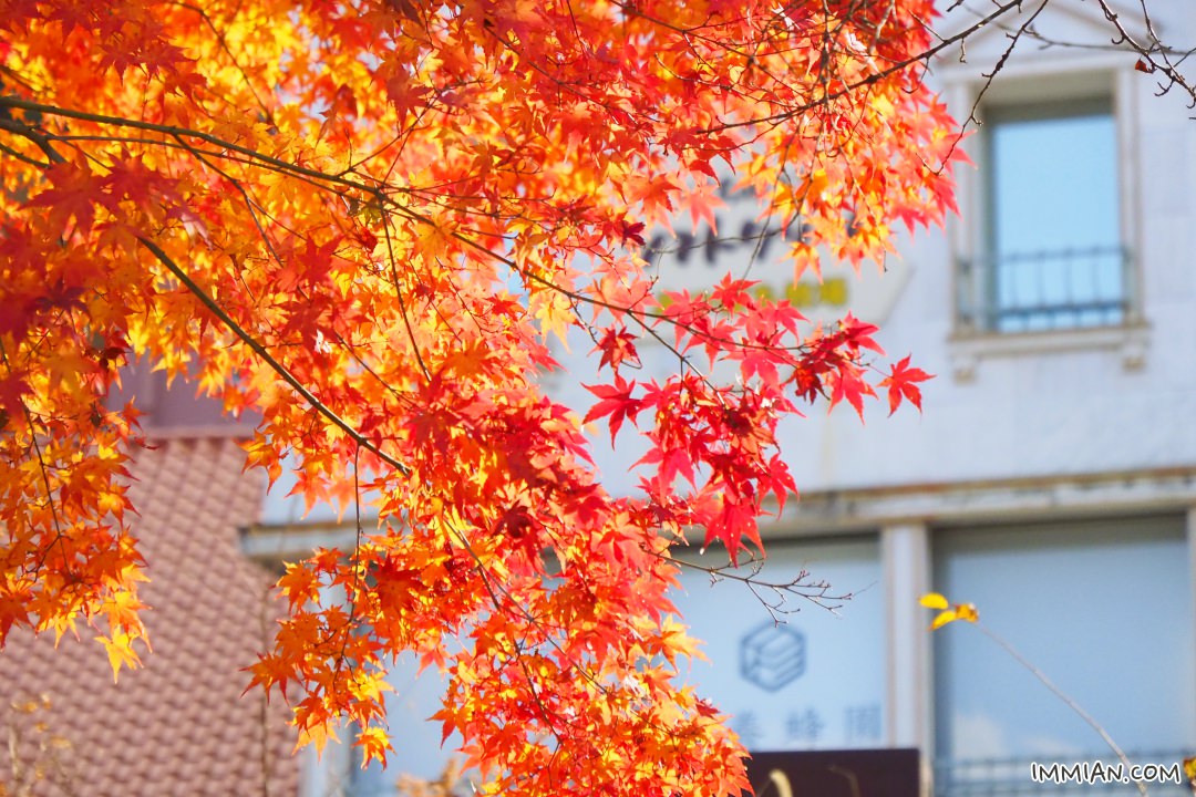 河口湖必去景點，天上山纜車，從高處眺望富士山 + 河口湖