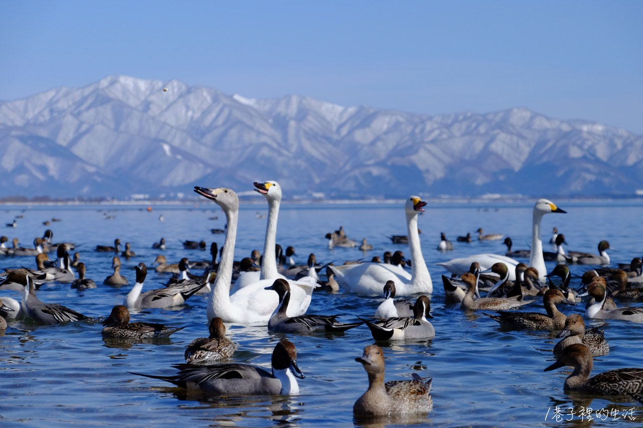 【日本東北】福島冬季必訪景點！豬苗代湖拍天鵝、野鴨，走路一個半小時的雪淚紀錄