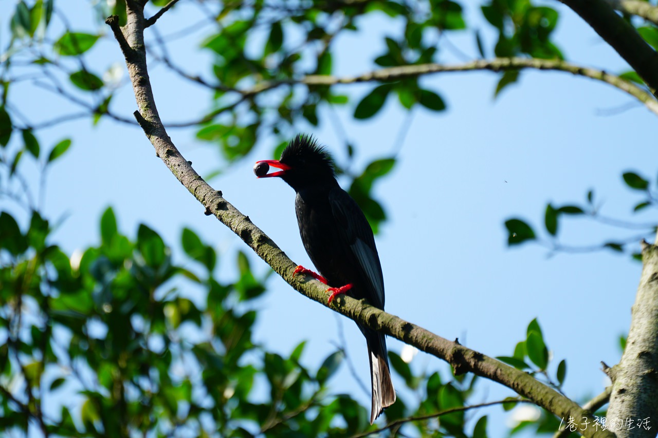 【台北半日遊】南港公園拍鳥去，捕獲台灣種企鵝、紅嘴黑鵯、台灣藍鵲、黑領椋鳥