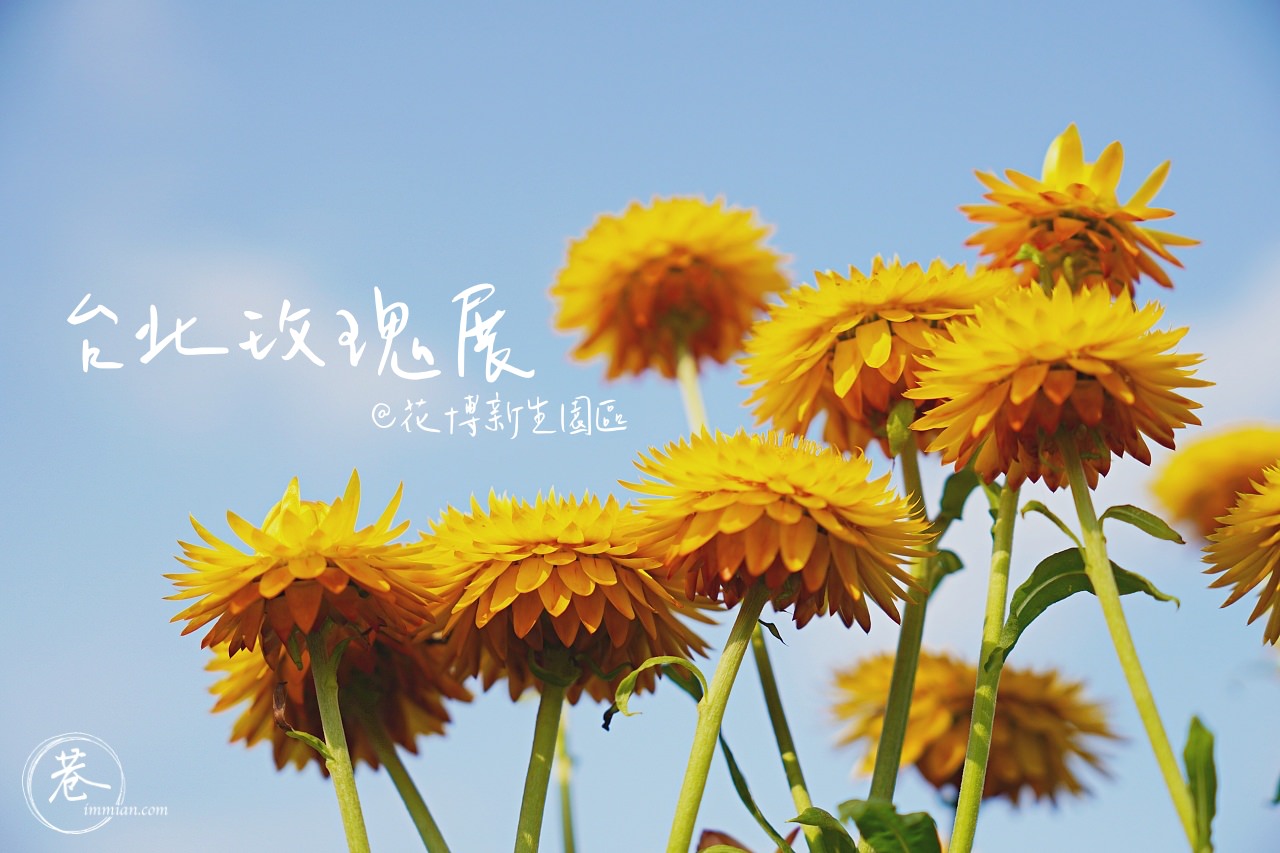 【台北景點】新生公園 2020 玫瑰展 + 林安泰古厝巡禮，適合親子的戶外放風行程