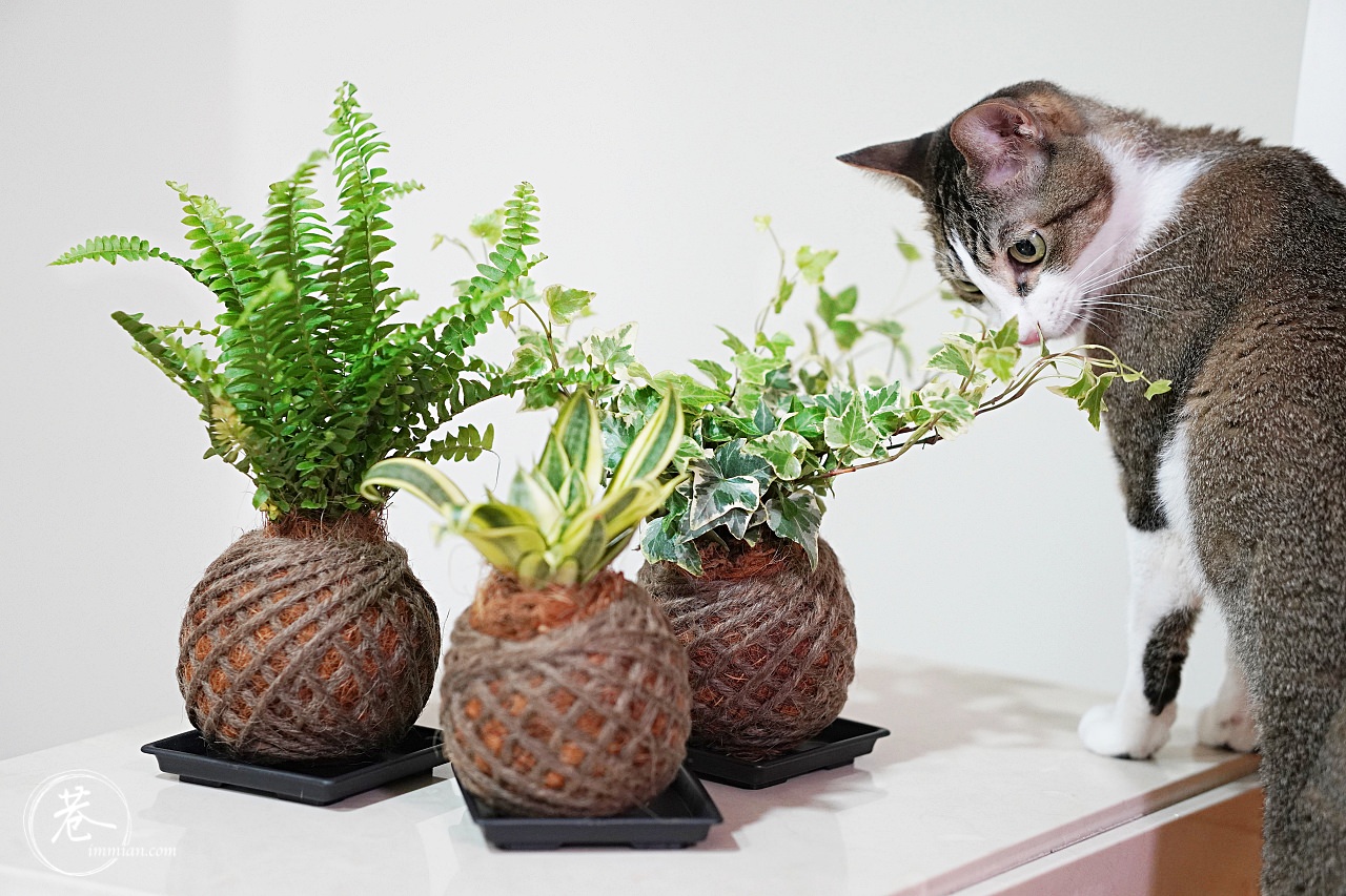 【綠手指日記】好看又好種的室內植物：波士頓腎蕨、常春藤、虎尾蘭