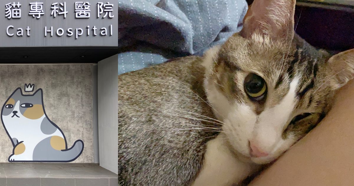 【喵喵日記】年度健康檢查，血栓後追蹤心臟病、牙結石