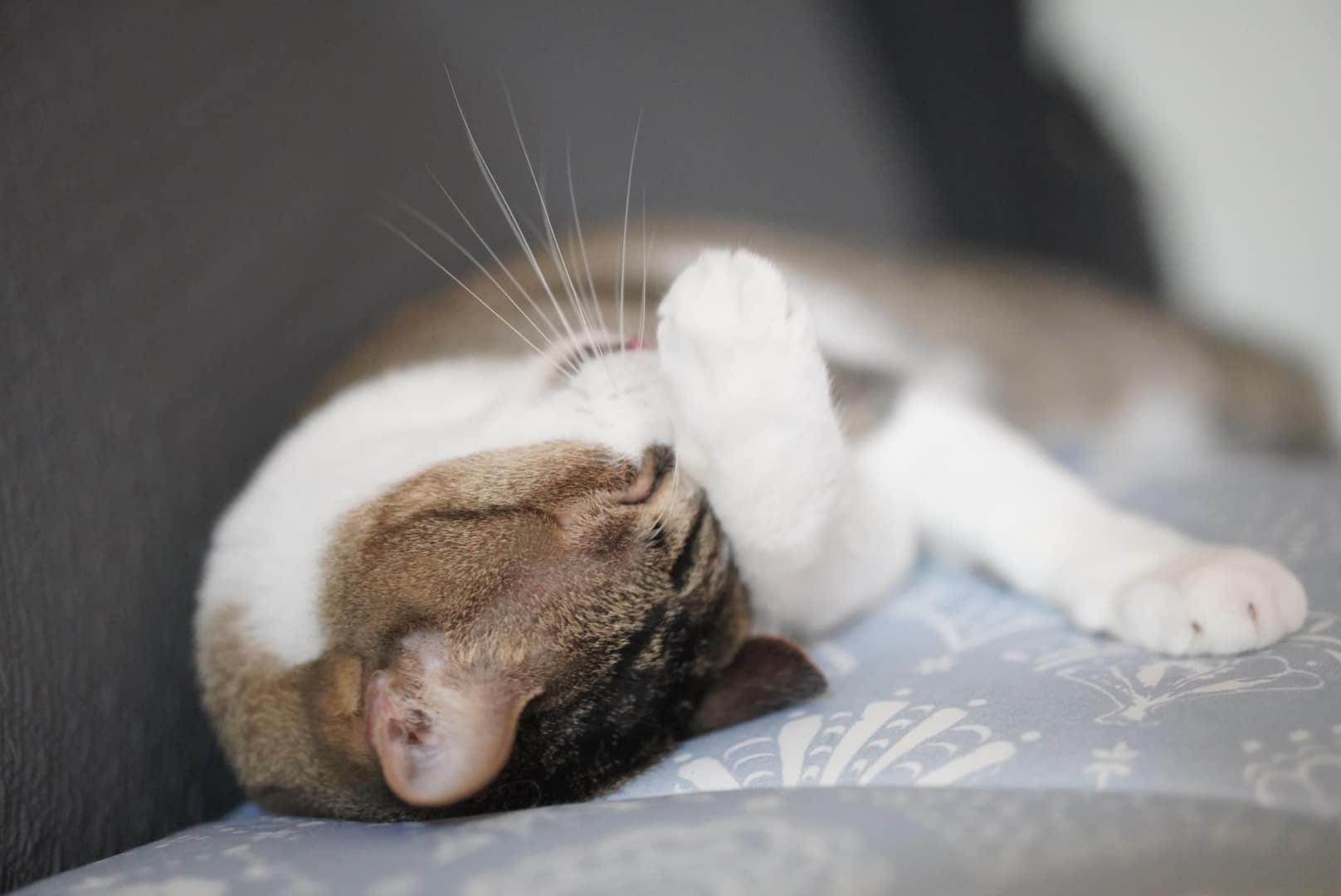 【喵喵日記】喵仔的第三次血栓，心臟病小貓的人生挑戰