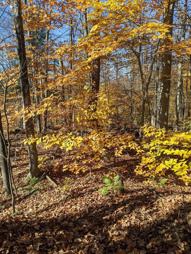 Vacant lot for sale 32 Rue Pine BoltonEst