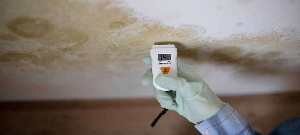 Schimmel Ratgeber | Tipps + Tricks zur Schimmelbekämpfung