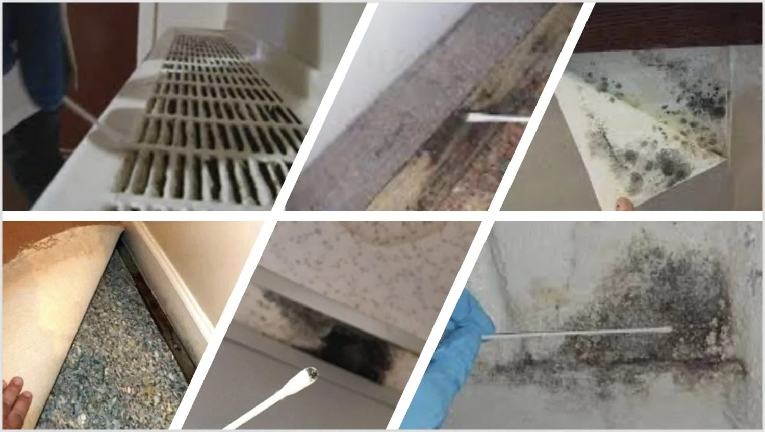 What Is Toxic Black Mold? Toxic Black Molds.