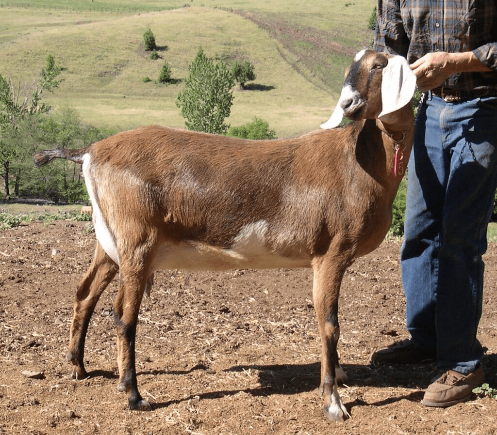 +*B Grande Ronde FT Top Gear Imnaha NubiansImnaha Nubians