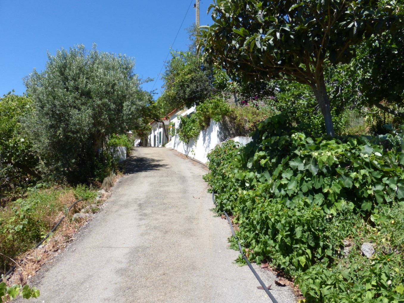 Monchique Picota Farmhouse Imochique Properties, villas, ruins