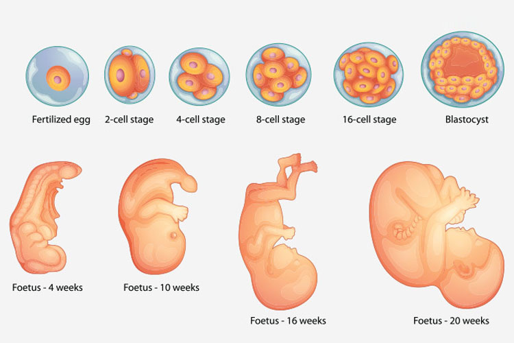 Critical Periods in Your Unborn Baby’s Development i Mom Guide