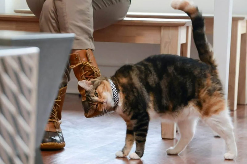 What Does It Mean When A Cat Rubs Against You?