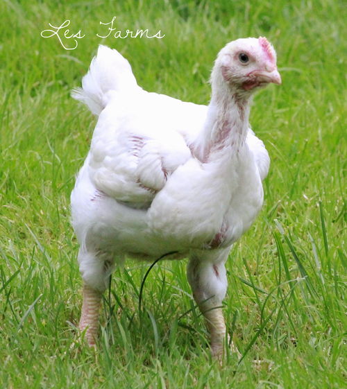 Free Range Cornish Cross Chickens You CAN Raise Them on Pasture