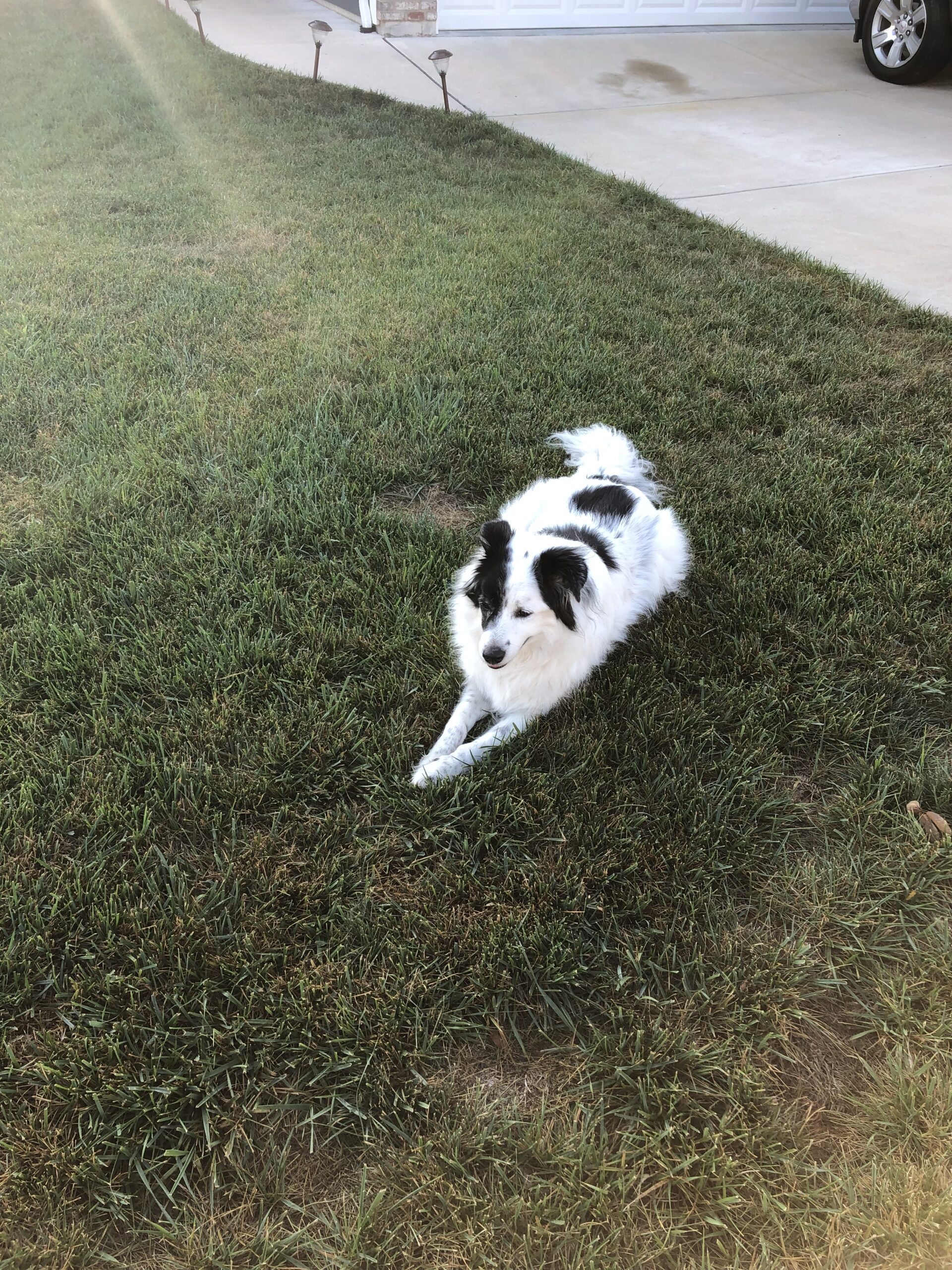 Bella Imperial Animal Hospital Imperial, MO