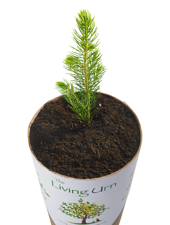 Biodegradable The Living Urn In Memoriam Pet Services