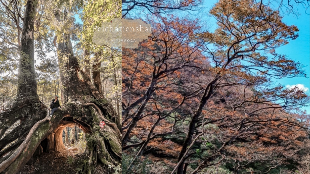 北插天山攻略，賞國寶級珍稀植物山毛櫸，含GPX下載