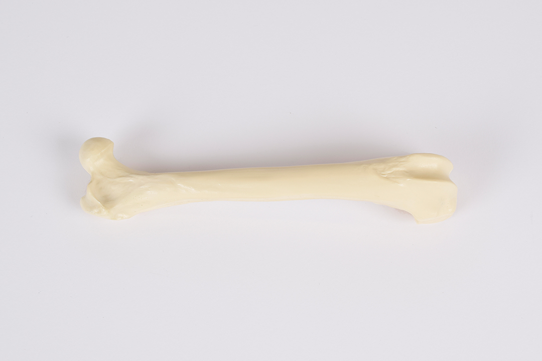 Canine Puppy Femur right w/ 3 physeal fractures SYNBONE
