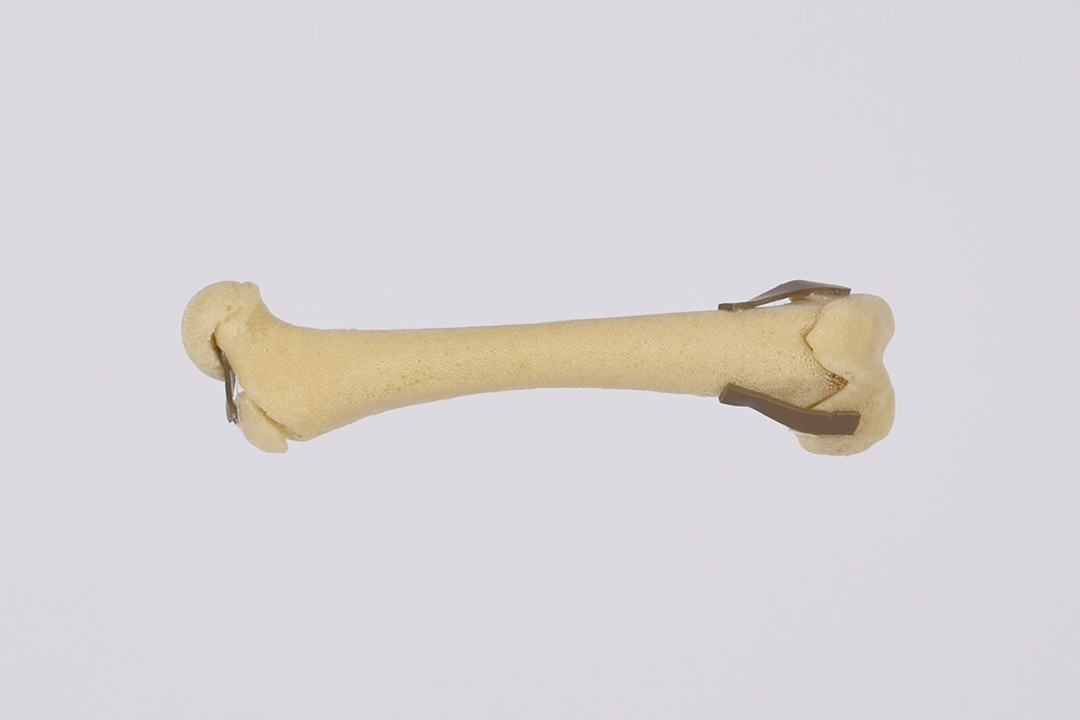 Canine Puppy Femur right w/ 3 physeal fractures SYNBONE
