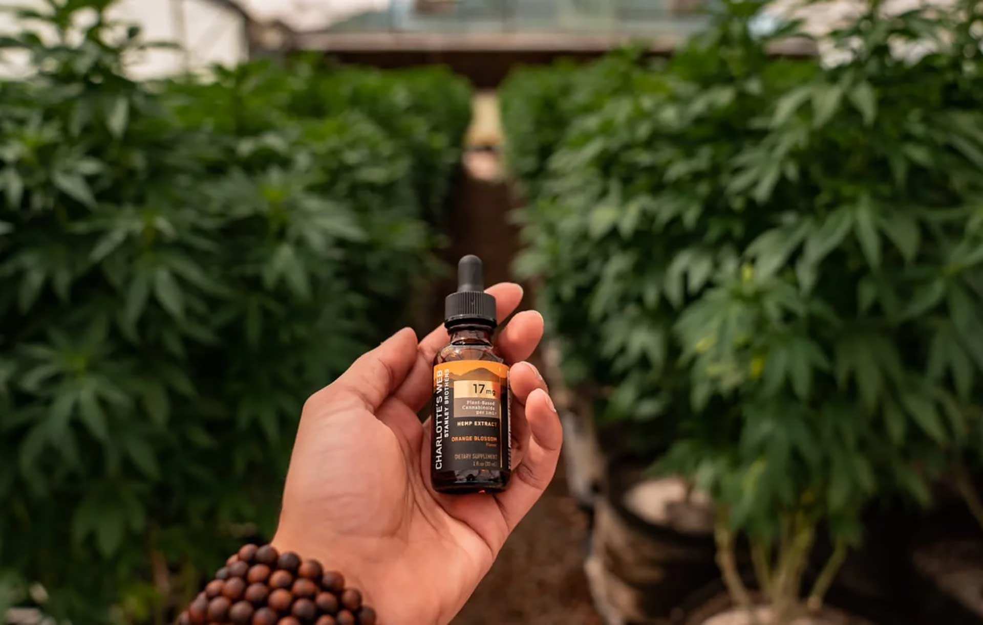 The 12 Best CBD Oils Improb