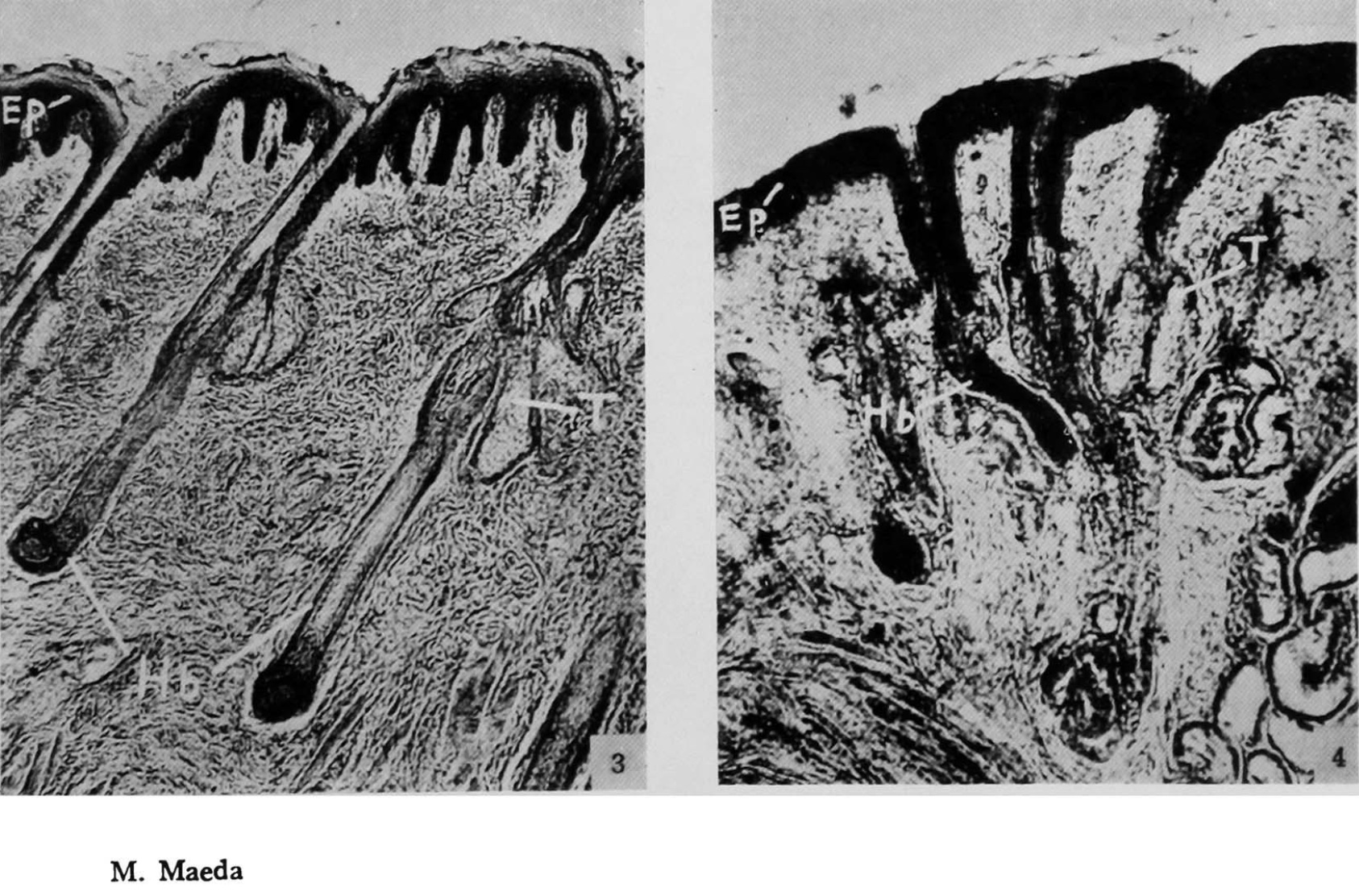 Nasal Hair Follicles in Several Mammals