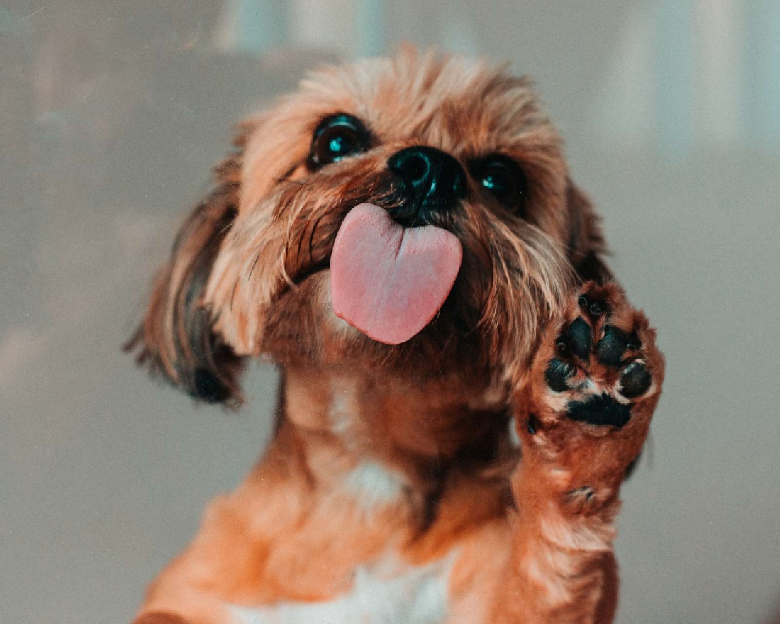 My Dog Is Licking Paws 5 Expert Tips To Stop This Behavior