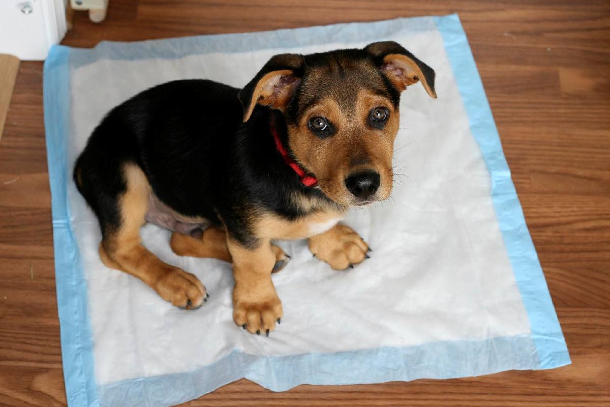 Dog Potty Training 7 Realistic Ways To House Train Your Dog