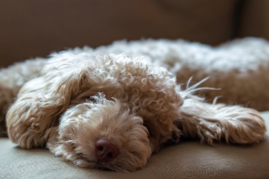 Why Do Dogs Sleep So Much? 5 Reasons Backed By Science