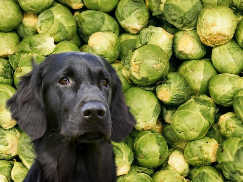 Can Dogs Eat Brussel Sprouts? 3 Amazing Ways To Serve Them